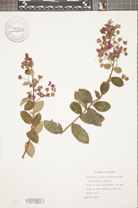 Lagerstroemia indica image