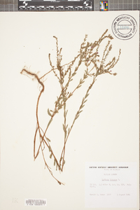 Lythrum lineare image