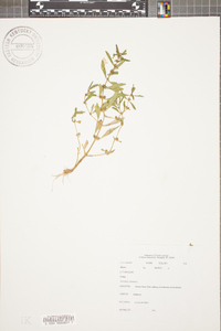 Rotala ramosior image