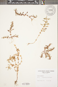 Rotala ramosior image