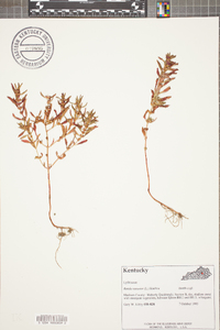 Rotala ramosior image