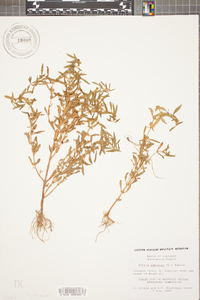 Rotala ramosior image