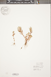 Rotala ramosior image