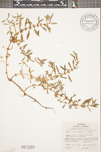 Rotala ramosior image