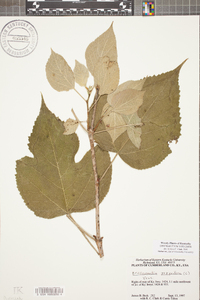 Broussonetia papyrifera image