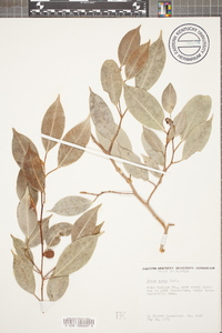 Ficus aurea image