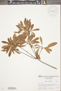 Myrica cerifera image