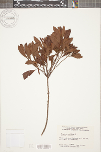 Myrica cerifera image