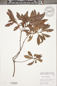 Myrica cerifera image