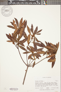 Myrica cerifera image