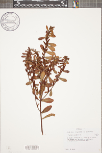 Myrica cerifera image