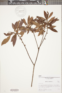 Myrica cerifera image
