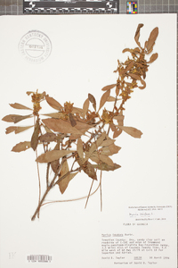 Myrica cerifera image