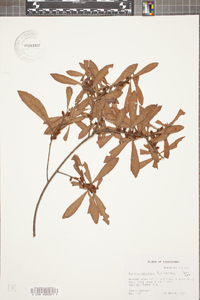 Myrica cerifera image