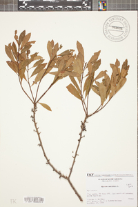 Myrica cerifera image