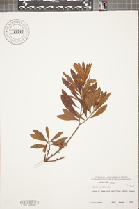 Myrica cerifera image