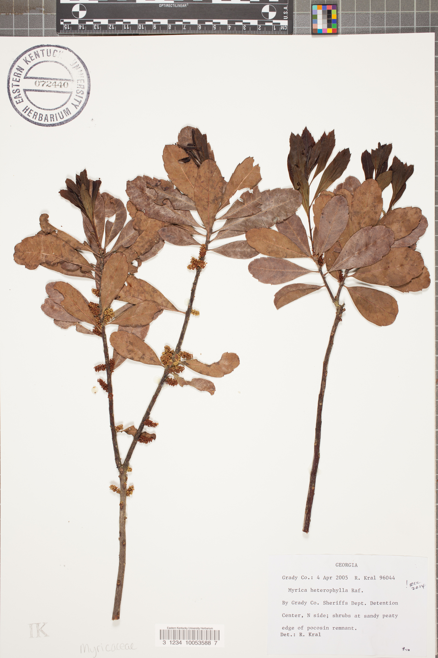 Myrica heterophylla image