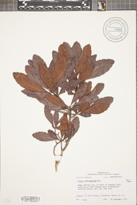 Myrica heterophylla image