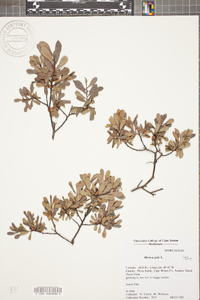 Myrica gale image