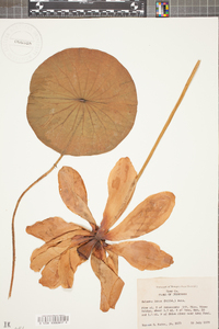 Nelumbo lutea image