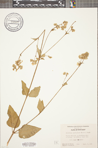 Mirabilis nyctaginea image