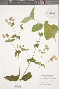 Mirabilis nyctaginea image