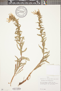 Oenothera heterophylla image