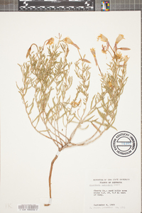 Oenothera nuttallii image