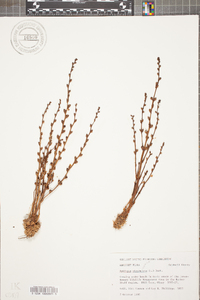 Epifagus virginiana image