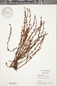 Epifagus virginiana image