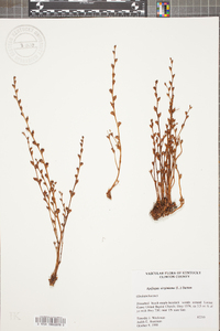 Epifagus virginiana image