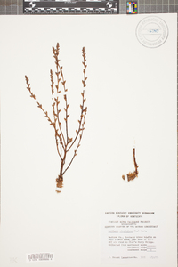 Epifagus virginiana image
