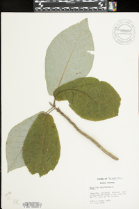 Magnolia macrophylla image