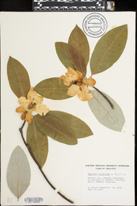 Magnolia virginiana image