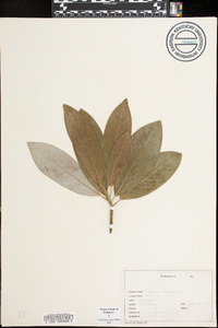 Magnolia virginiana image