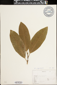 Magnolia virginiana image