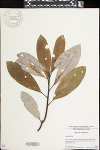 Magnolia virginiana image