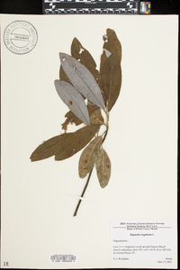 Magnolia virginiana image