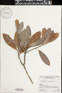 Magnolia virginiana image