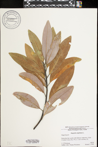 Magnolia virginiana image