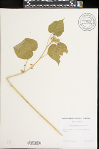 Abutilon theophrasti image