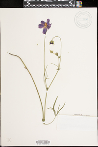 Callirhoe papaver image