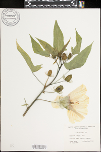 Hibiscus militaris image