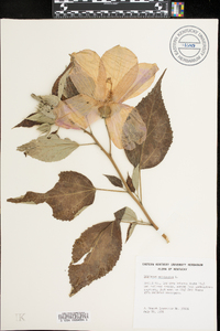 Hibiscus moscheutos image