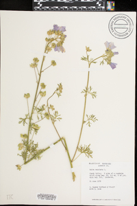 Malva moschata image