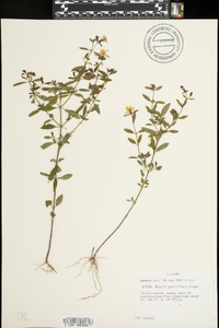 Rhexia parviflora image