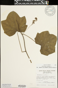 Menispermum canadense image