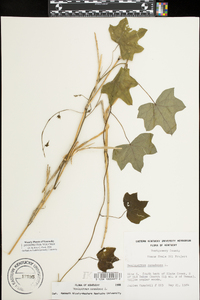 Menispermum canadense image