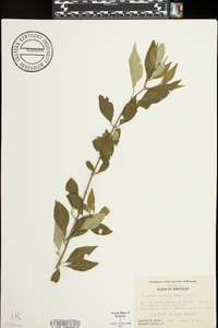 Forestiera acuminata image