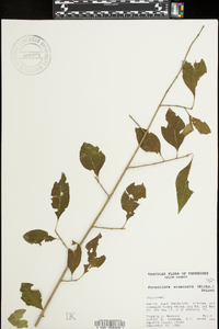 Forestiera acuminata image